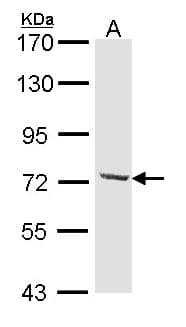 DYNC1I2 / IC2 Antibody (aa129-366)