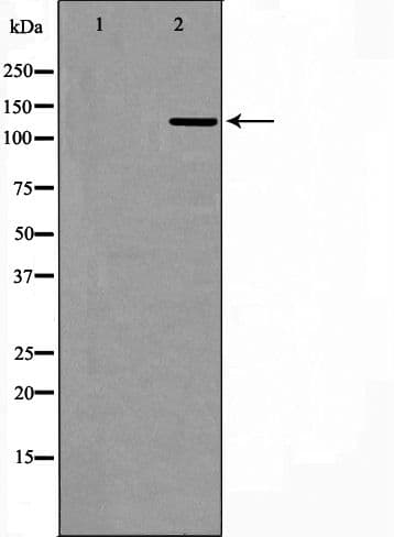 USP7 / HAUSP Antibody