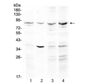 ECE-1 Antibody