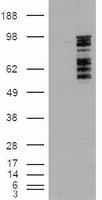 MAPK6 / ERK3 Antibody (clone OTI1A9)
