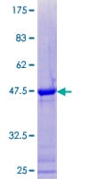Human ID4 Protein (Recombinant GST)