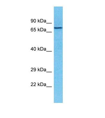 TXLNB Antibody (aa83-132)