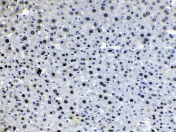 HDGF Antibody