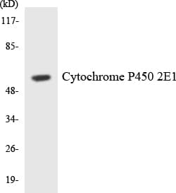 IHC-plus™ CYP2E1 Antibody (aa352-401)