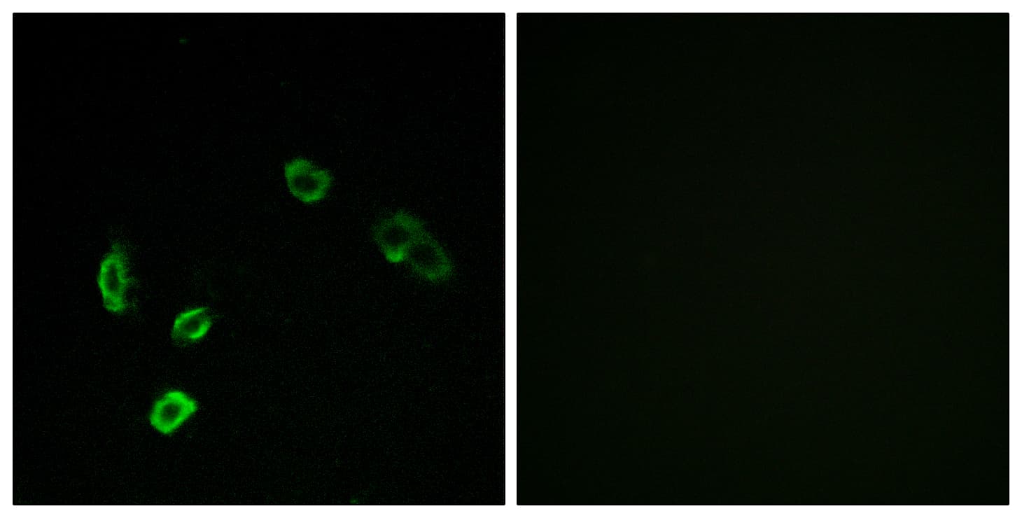 Polyclonal Rabbit anti-Human OR5H1 Antibody (aa241-290, IF, WB)