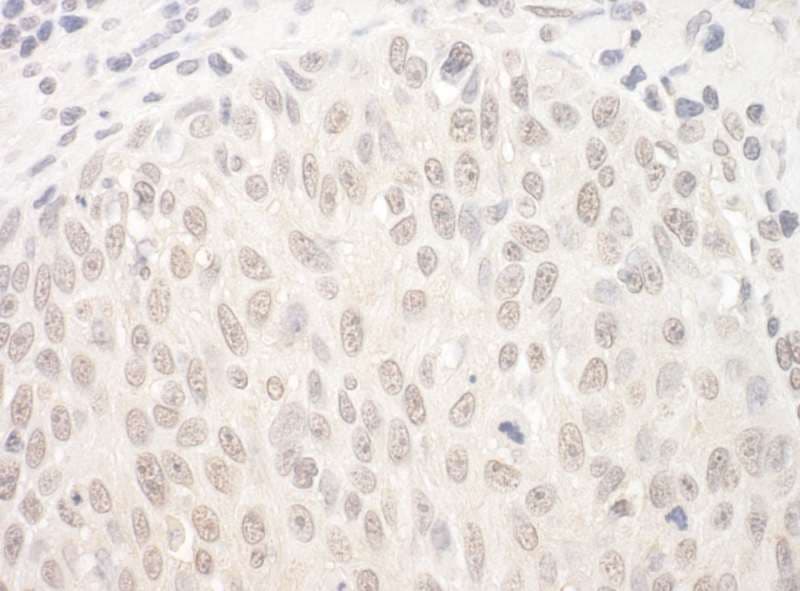 HJURP Antibody (aa650-700)