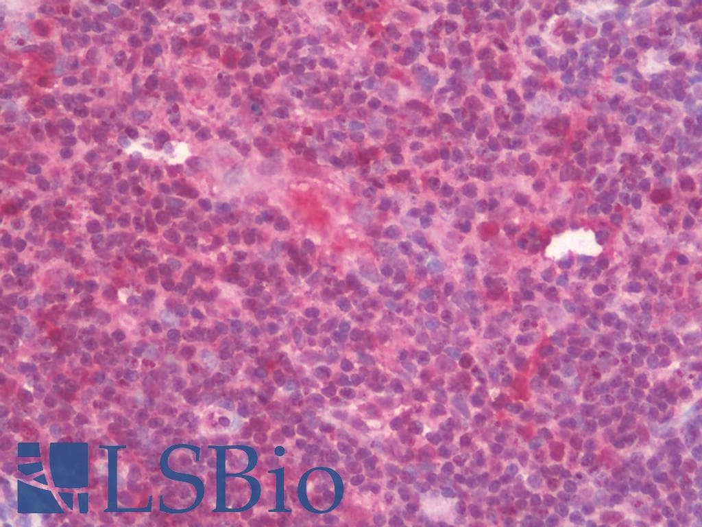 IHC-plus™ GBP5 Antibody