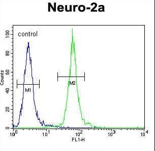 CFAP221 / PCDP1 Antibody (aa787-816)