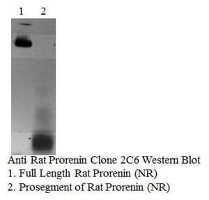 Prorenin Antibody (clone 2C6-F4)