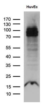 ELF1 Antibody (clone OTI3D3)