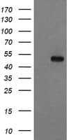 TIP48 / RUVBL2 Antibody (aa113-370, clone OTI2B9)