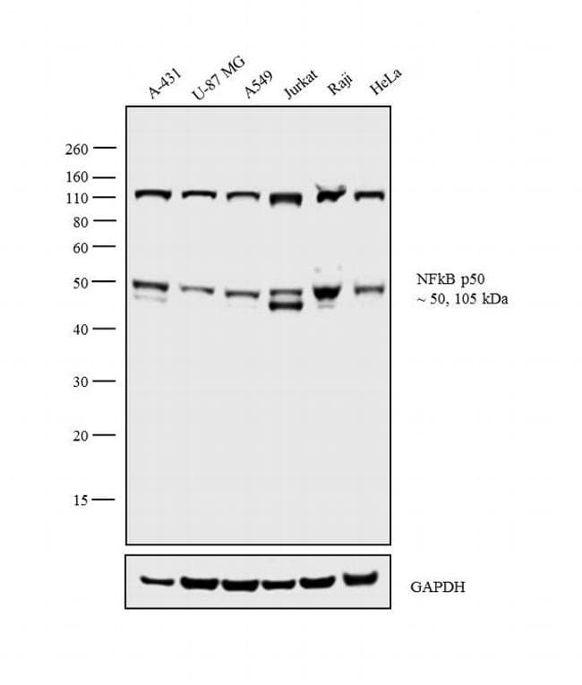 Monoclonal Mouse anti-Human NFKB1 / NF-Kappa-B Antibody (clone 5D10D11, IHC, IF, WB)