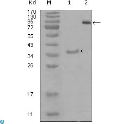 Monoclonal Mouse anti-Human EPHA3 / EPH Receptor A3 Antibody (WB)