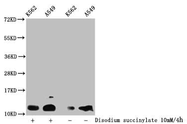 HIST1H4I Antibody