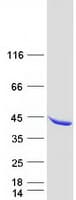 Human P40PHOX / NCF4 Protein (Recombinant Myc-DDK (Flag))