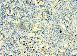TBX22 Antibody (aa291-520)