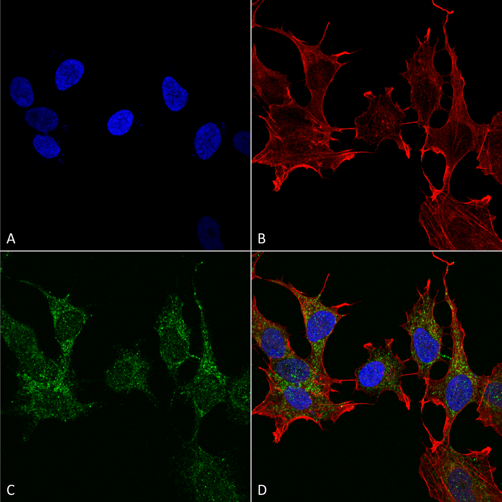 Ghrelin Antibody (Biotin)