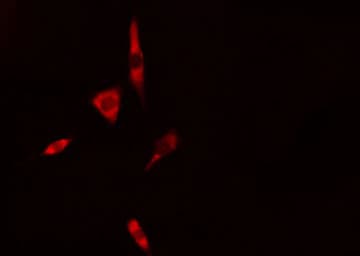 CASP1 / Caspase 1 Antibody