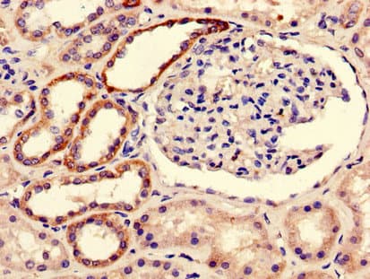 IHC-plus™ BOLA3 Antibody