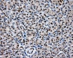 CYP1A2 Antibody (clone OTI1H3)