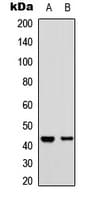 S1PR1 / EDG1 / S1P1 Antibody (Internal)