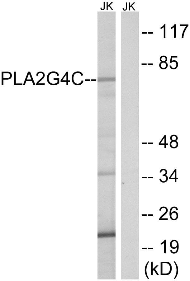 PLA2G4C Antibody