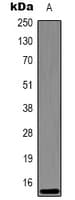 HIST1H3H Antibody