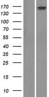 ADAMTS13 Protein (Over-Expression Lysate Myc-DDK (Flag))