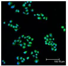 IHC-plus™ MCL1 / MCL 1 Antibody