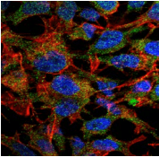 BDNF Antibody
