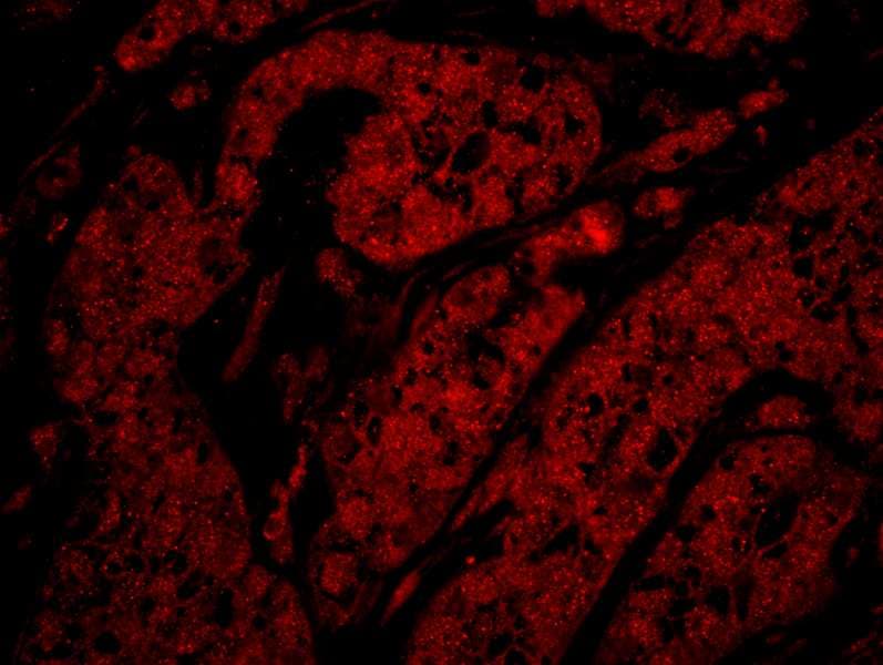 RAD9A / RAD9 Antibody (aa350-C-term)