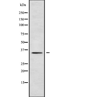 PLSCR2 Antibody