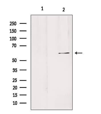 SLC24A3 / NCKX3 Antibody