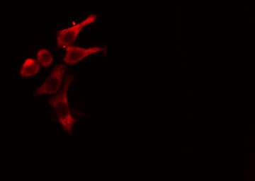 GRIA1 / GLUR1 Antibody