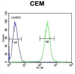 Polyclonal Rabbit anti-Human BCAN / Brevican Antibody (aa715-741, IHC, WB)