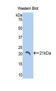 IHH Antibody (aa240-399, HRP)