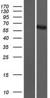 ADAMTSL5 Protein (Over-Expression Lysate Myc-DDK (Flag))