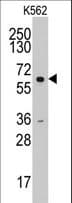 CCNA2 / Cyclin A2 Antibody (aa51-84)