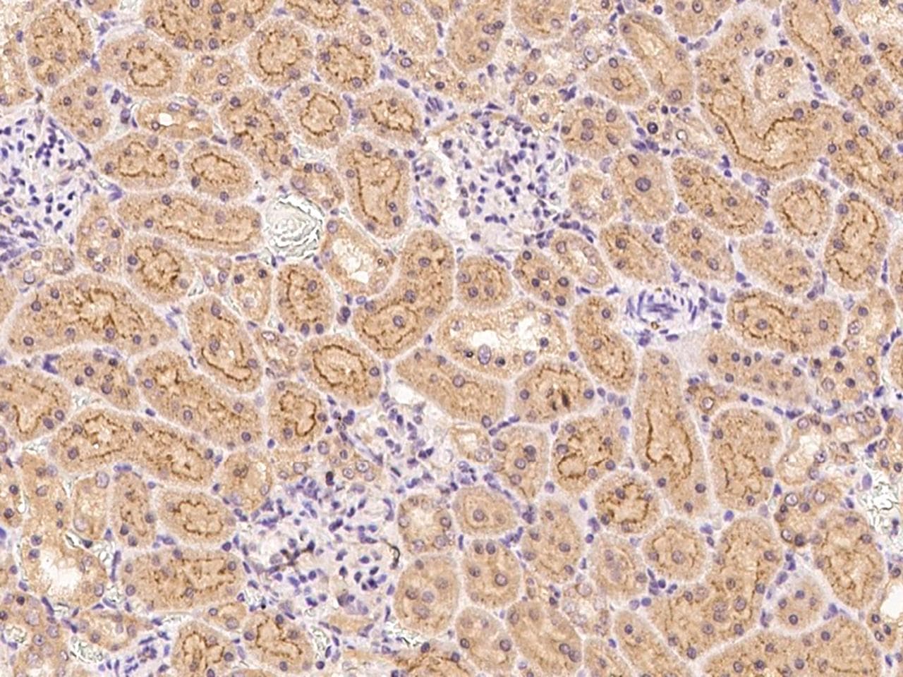 Polyclonal Rabbit anti-Mouse FNDC5 / Irisin Antibody (Preservative Free, IHC)