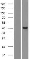 F8A3 Protein (Over-Expression Lysate Myc-DDK (Flag))
