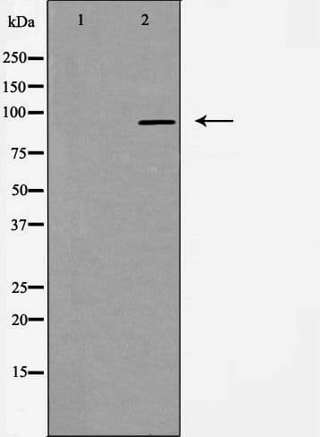 Polyclonal Rabbit anti-Human EXO1 Antibody (IF, WB)