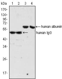Mouse Anti-Human IgG Fc Secondary Antibody (clone 4D2D9G8)
