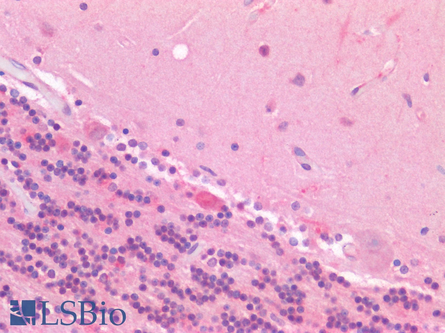PathPlus™ GPR68 / OGR1 Antibody (Extracellular Domain)