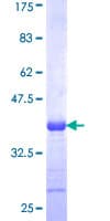 Human PXDN / MG50 Protein (Recombinant GST, N-terminus)