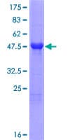 Human MSRA Protein (Recombinant GST)