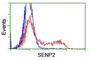 SENP2 Antibody (aa139-523, clone OTI3D3, Carrier-free)
