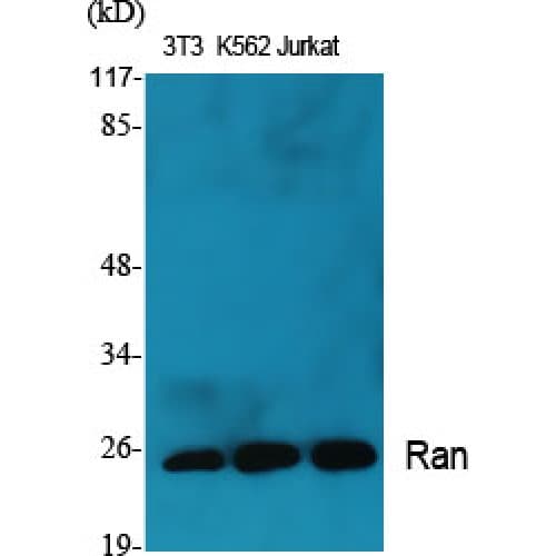 RAN Antibody (140-220 aa, C-terminal)