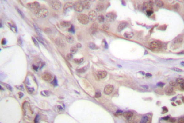CDK7 Antibody (Asn166)