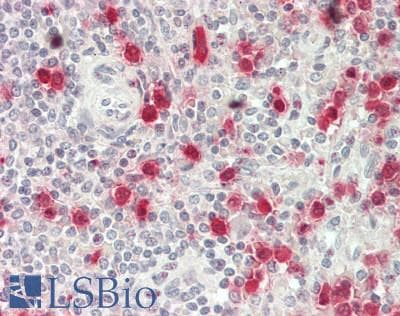 PathPlus™ BMP2 Antibody (C-Terminus)