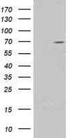 KIAA0517 / TRIM2 Antibody (clone OTI3B5)